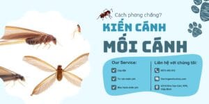 Kien-canh-kien-moi-cach-phong-chong-hieu-qua